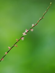 小さい秋