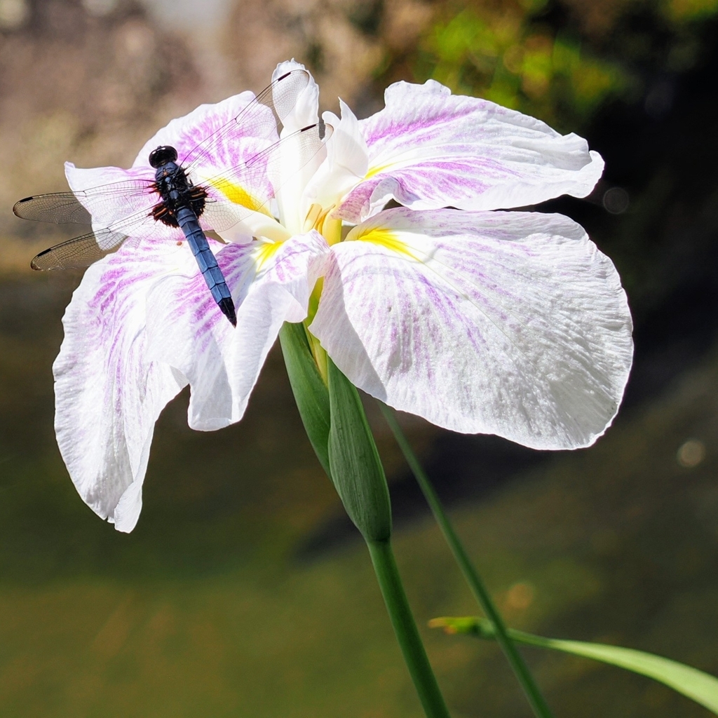 花菖蒲のオシャレ