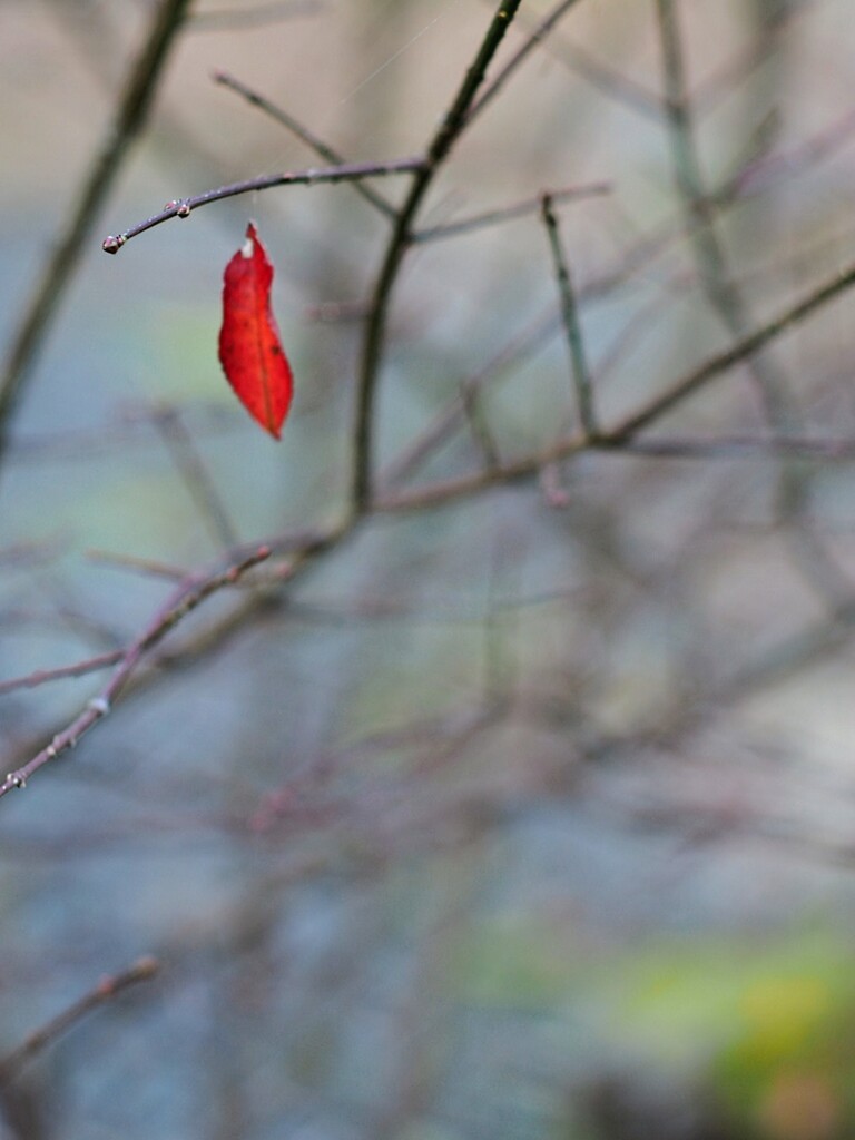 赤色