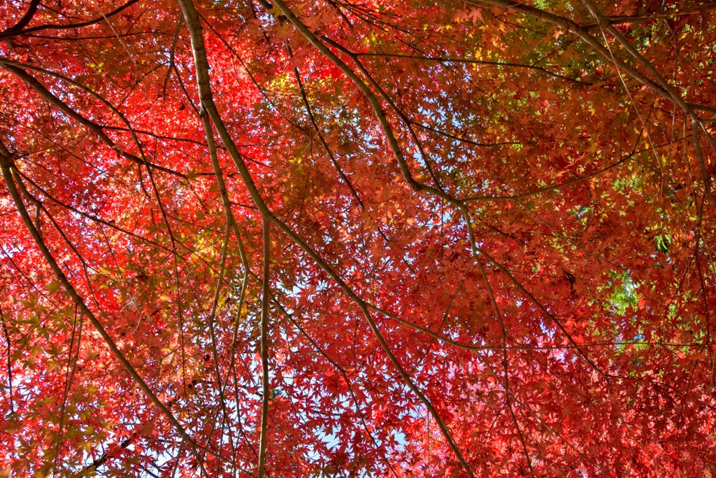 真っ赤な紅葉