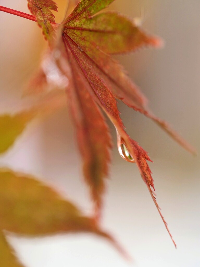 雨上がりの朝