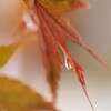 雨上がりの朝