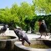 ハトさんも今日は暑かった