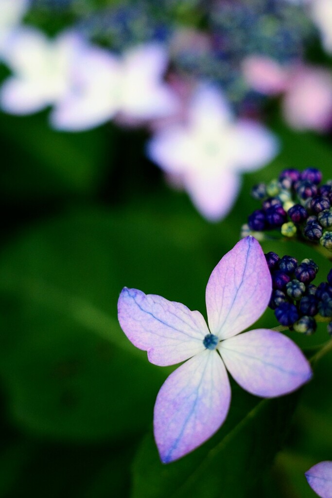 青い花脈