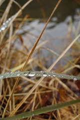 雨粒