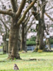 一緒にお花見