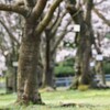 一緒にお花見