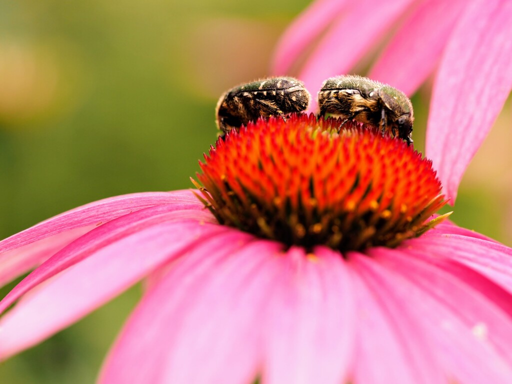 …