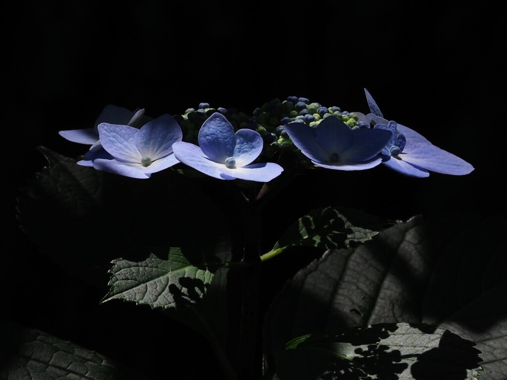 光と影