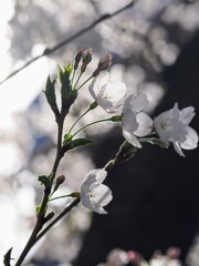 春の光