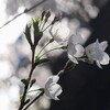 春の光