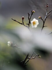 少し咲き始めたかな