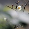 少し咲き始めたかな
