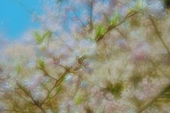 青空の桜
