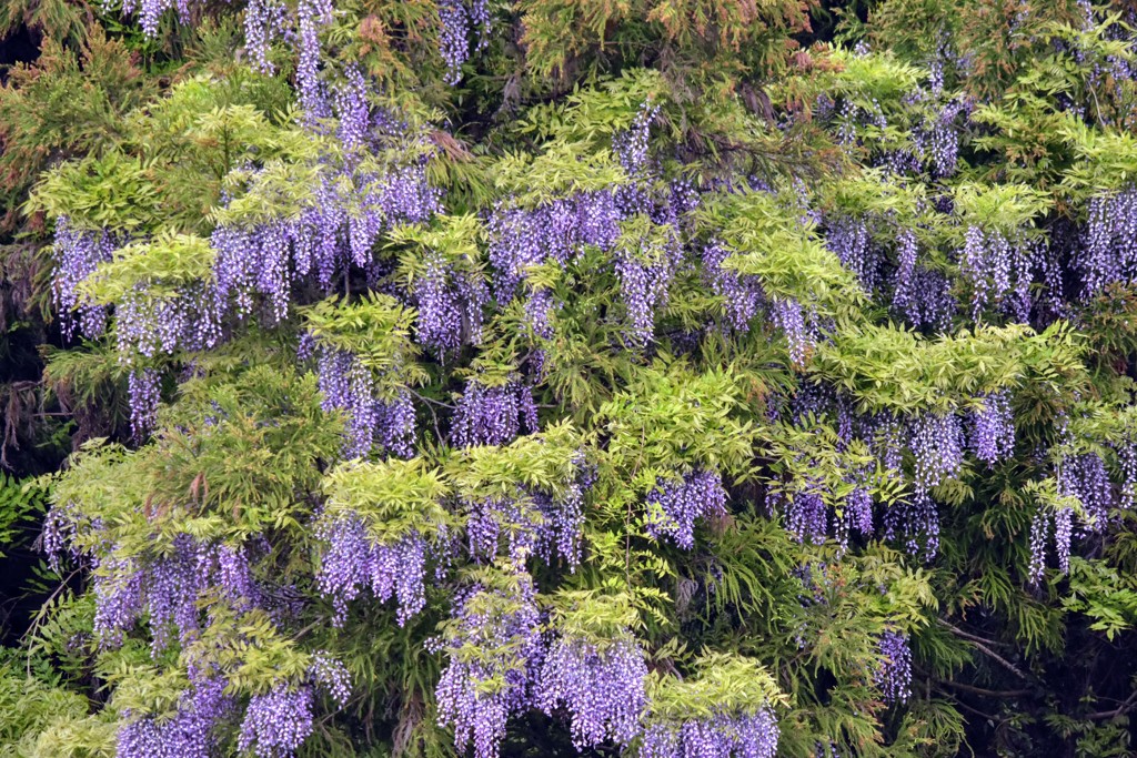 藤の花のツリー