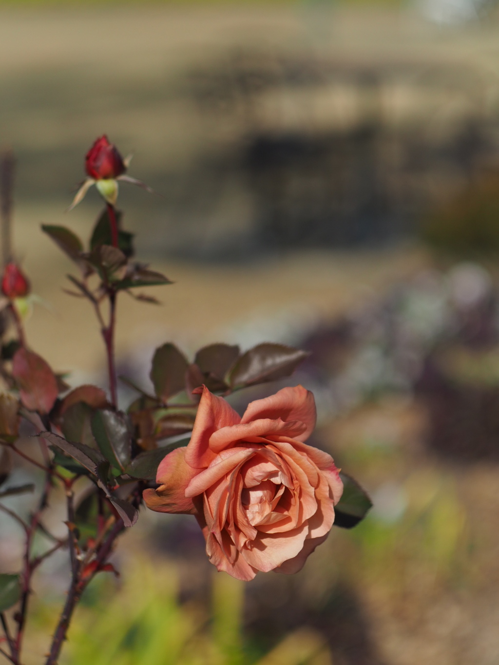 薔薇