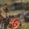 薔薇