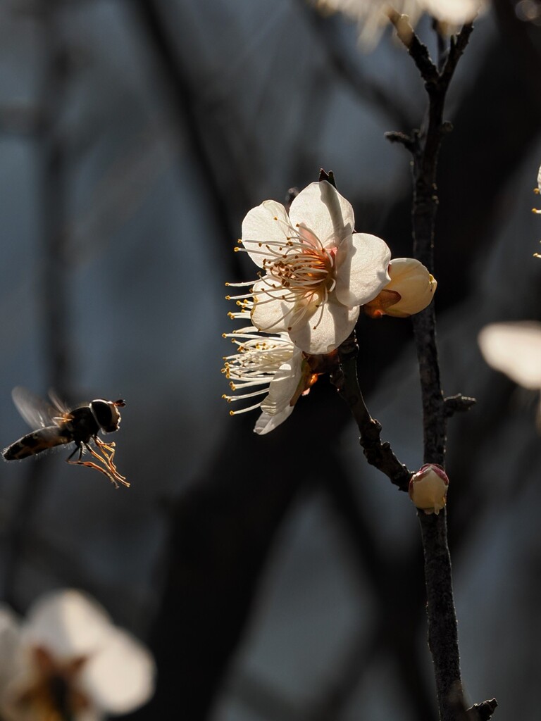 今週は寒くなる