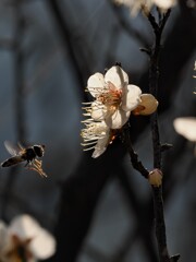 今週は寒くなる