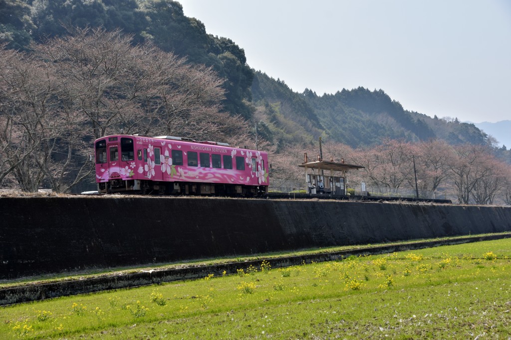 桜は1週間先かな！