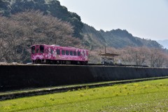 桜は1週間先かな！