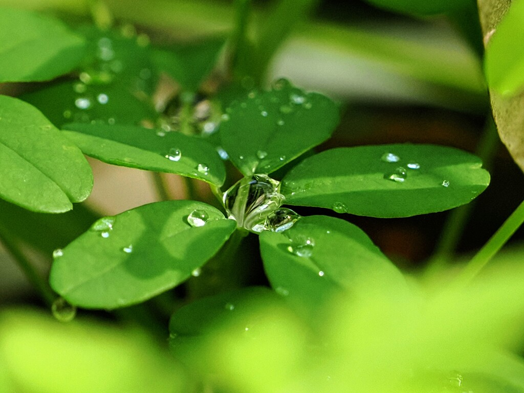 大きな水滴