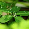 大きな水滴