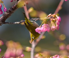 河津桜とメジロ(3)