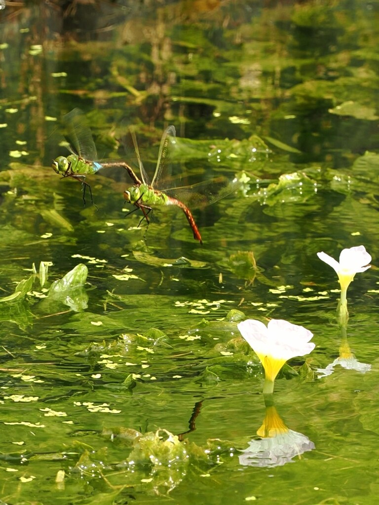 産卵