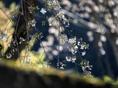 そろそろ葉桜に