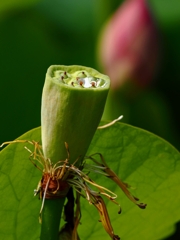 蓮の花が散った