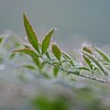 朝露