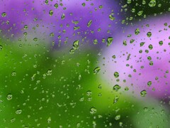 雨