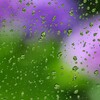 雨