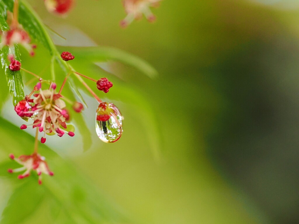 雨雫