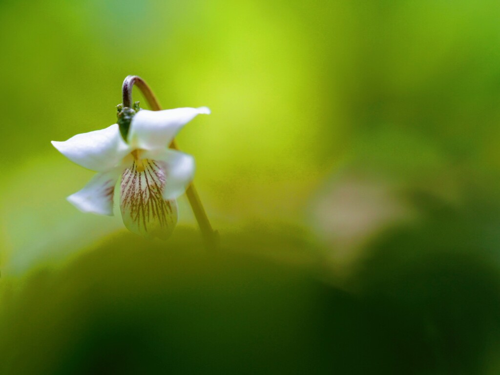 出逢う