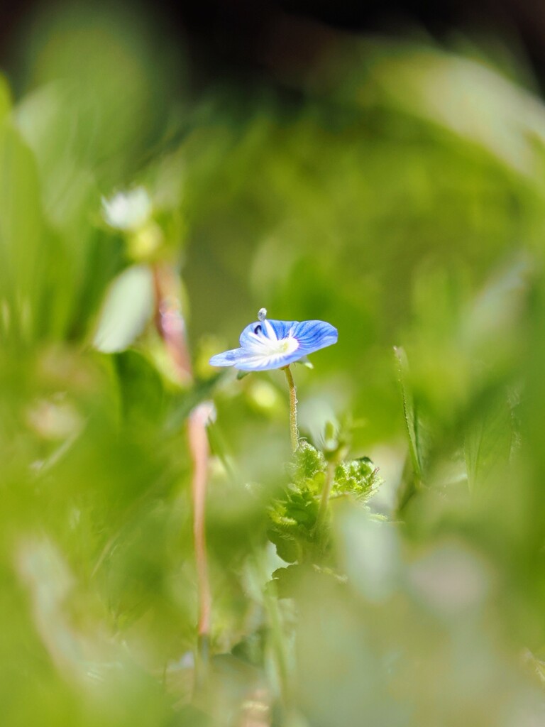 春、見つけました