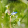春、見つけました