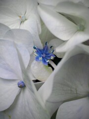 紫陽花の花