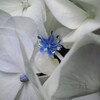 紫陽花の花