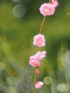梅