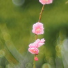 梅