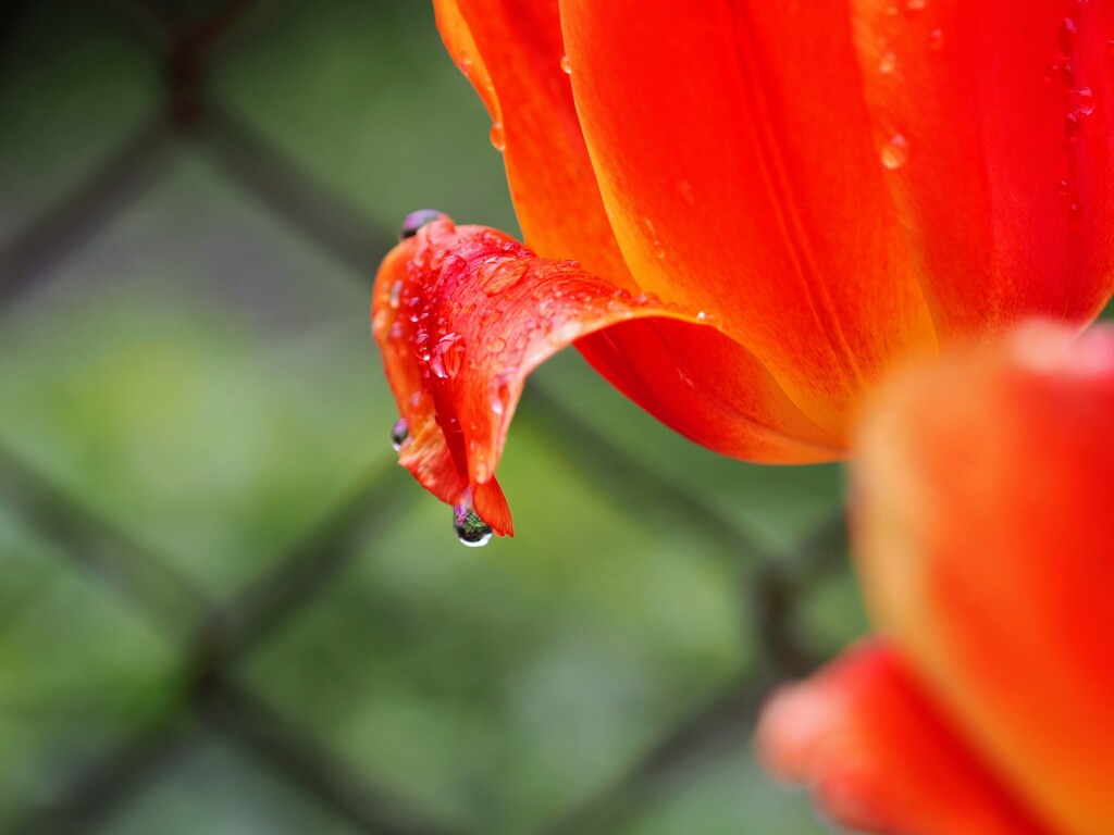 雨上がり