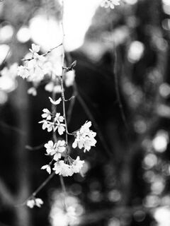 枝垂れ桜