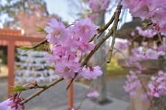 ピンクの桜もなかなか