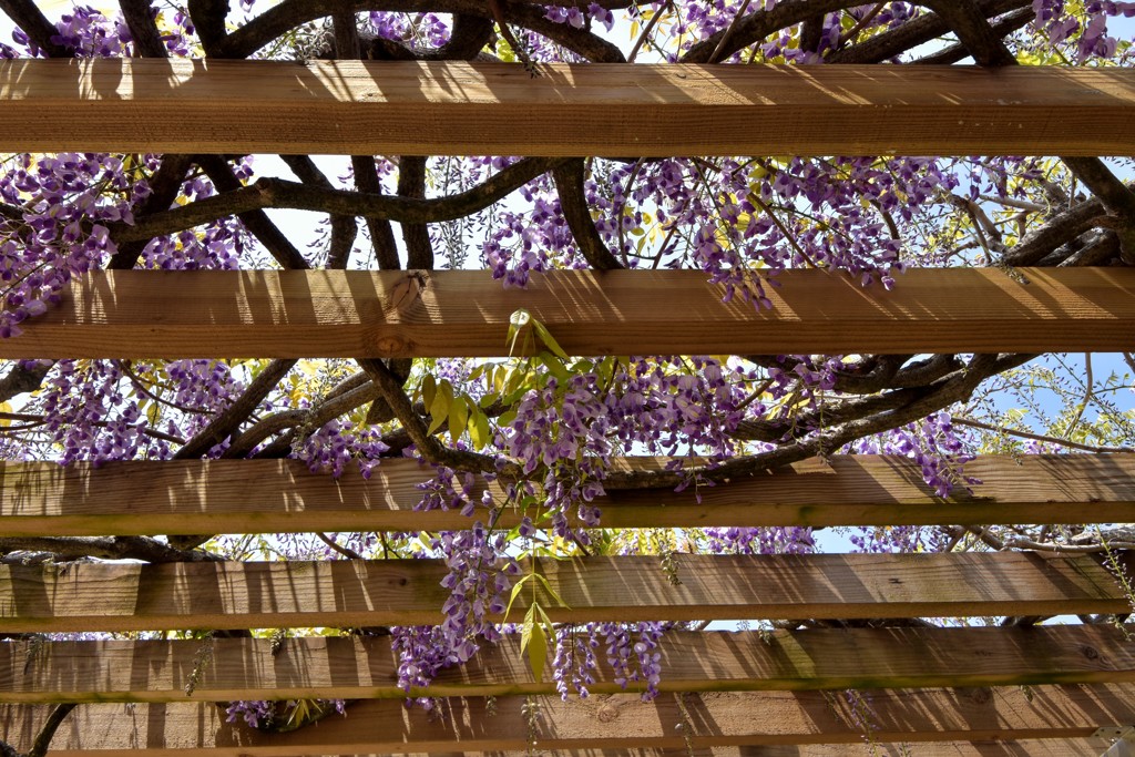 少し早いかなフジの花2