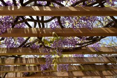 少し早いかなフジの花2