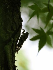 夏の声