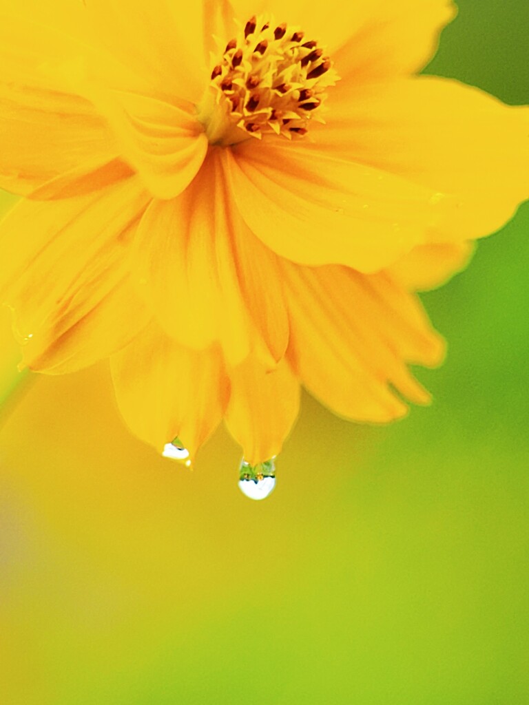 キラリ