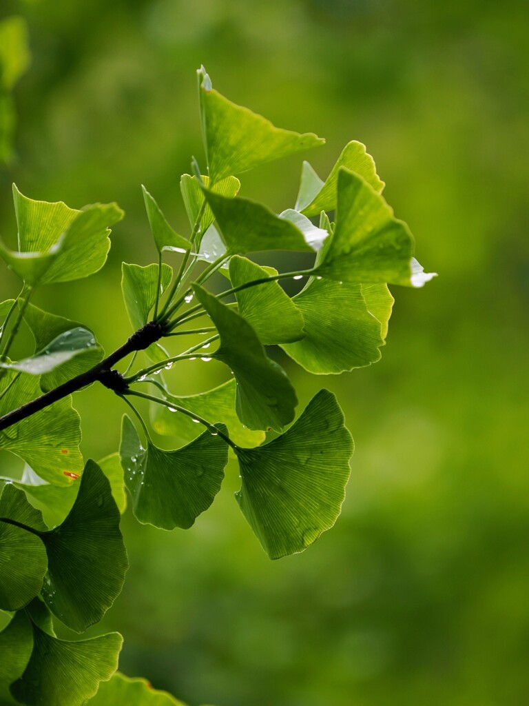 雨に濡れる